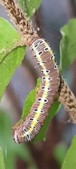Argyrosticta decumana