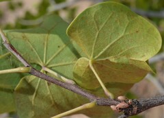 Cercis canadensis texensis
