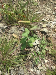 Asclepias viridiflora