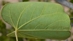 Cercis canadensis texensis