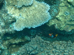 Amphiprion melanopus