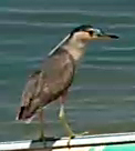 Nycticorax nycticorax