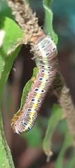 Argyrosticta decumana