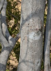 Cercis canadensis texensis