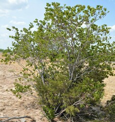 Cercis canadensis texensis