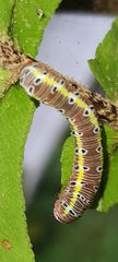 Argyrosticta decumana