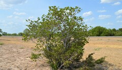 Cercis canadensis texensis