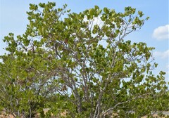 Cercis canadensis texensis