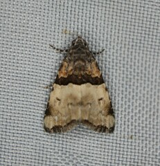 Cobubatha dividua