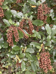 Pterophylla sylvicola