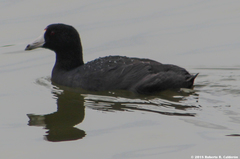 Fulica americana