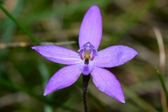 Glossodia minor