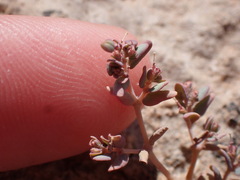 Euphorbia micromera