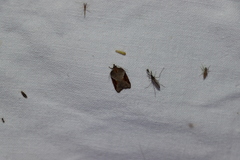 Acleris macdunnoughi