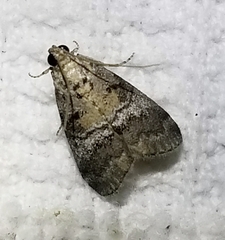 Pococera asperatella