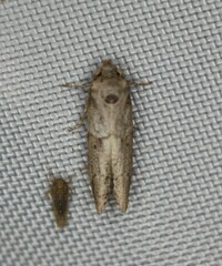 Blastobasis glandulella