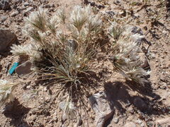 Dasyochloa