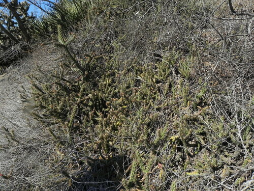 Image of Cylindropuntia californica by (c) James C. Davis, some rights reserved (CC BY-SA)