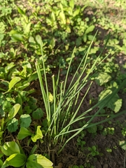 Allium vineale