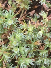 Scleranthus perennis