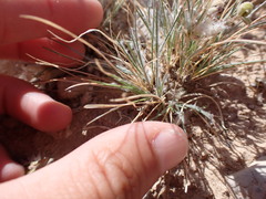 Dasyochloa