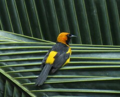 Icterus auricapillus