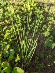 Allium vineale