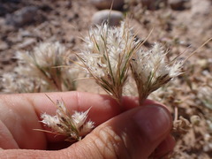 Dasyochloa