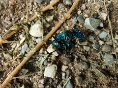 Cysteodemus wislizeni