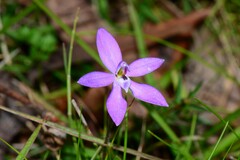 Glossodia minor