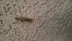 Melanoplus yarrowii
