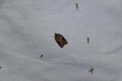 Acleris macdunnoughi