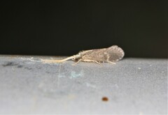 Polycentropodidae