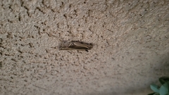 Melanoplus yarrowii