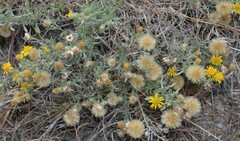 Heterotheca canescens