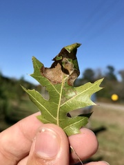 Acrocercops albinatella