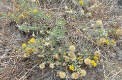 Heterotheca canescens