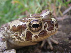 Sclerophrys mauritanica