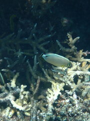 Chaetodon lunulatus