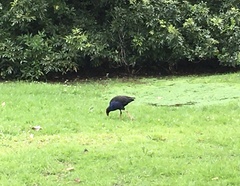 Porphyrio melanotus melanotus