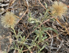 Heterotheca canescens