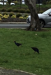 Porphyrio melanotus melanotus