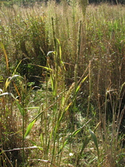 Elymus virginicus