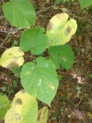 Phyllonorycter lucetiella