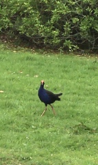 Porphyrio melanotus melanotus