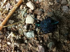 Cysteodemus wislizeni