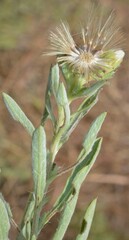 Heterotheca canescens