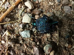 Cysteodemus wislizeni