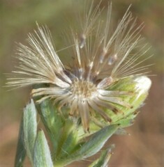 Heterotheca canescens