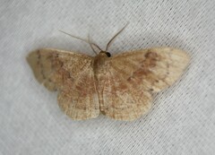 Leptostales ferruminaria